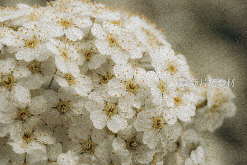 箭花(Achillea millefolium)在春夏时节盛开